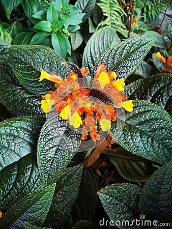 The small, intricate blossoms in shades of orange and yellow are surrounded by dark green leaves, forming a beautiful floral arran Stock Photo