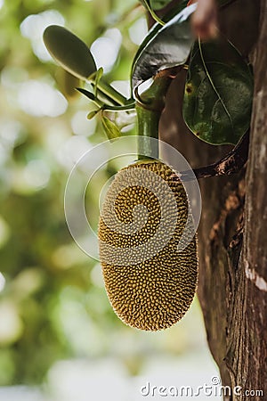 Small jack fruit gowing in tree Stock Photo