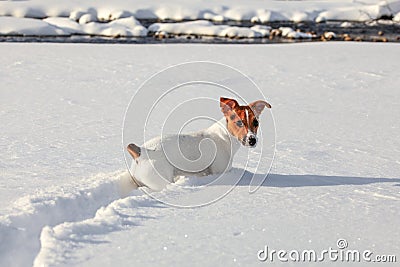 Small Jack Russell terrier crawling in deep snow, ice crystals on her nose and mouth, river in background Stock Photo