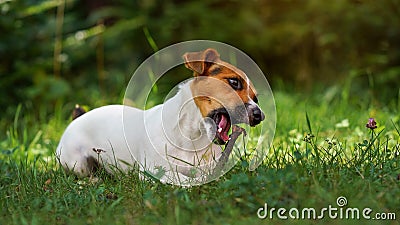 Small Jack Russell terrier dog, playing with wooden stick, chewing it, blurred grass and trees background Stock Photo