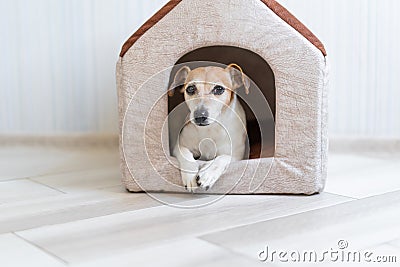 Small Jack Russell terrier peeps out of the house. Stock Photo