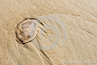 Small jellyfish on the beach at close Stock Photo