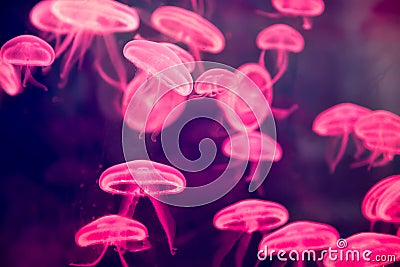 Small jellyfish - Pink glow light effect Stock Photo