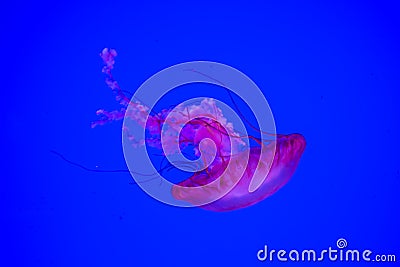 A small jellyfish queen Stock Photo