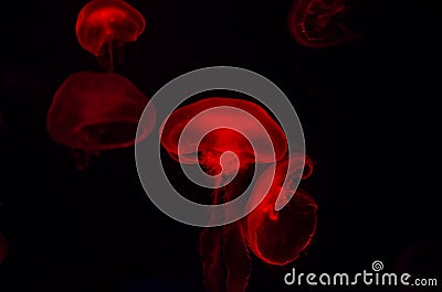 Small jellyfish in red light on black background. Stock Photo