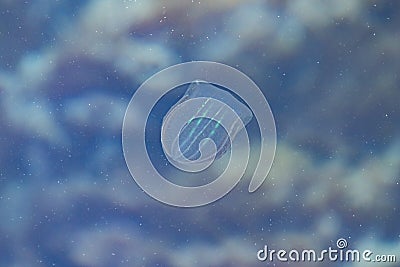 A small jellyfish swims under the water. Stock Photo