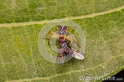 Small Jumping Spider of the Genus Frigga Stock Photo