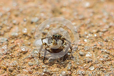 Small jumping spider on the ground Stock Photo