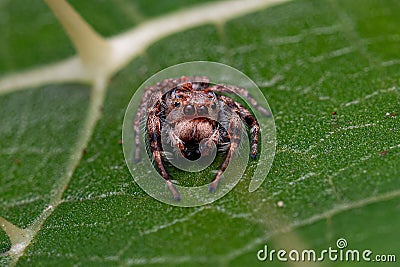 Small Jumping Spider Stock Photo