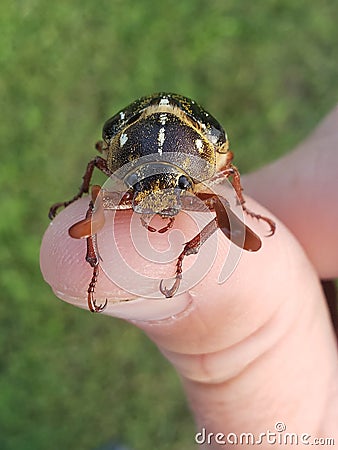 A small june beetle on a thumb Stock Photo