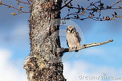 A small juvenile Hawk owl sitting on a branch in taiga forest Stock Photo