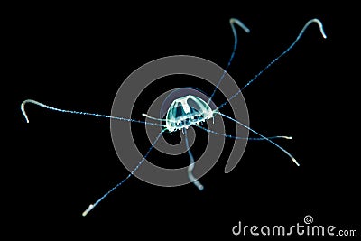 small juvenile transparent translucent jellyfish in black water Stock Photo