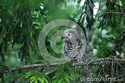 Small juvenile Ural owl, Strix uralensis, chick in a lush boreal forest Stock Photo