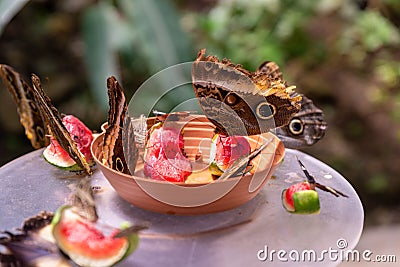 Small kaleidoscope of owl butterflies feeding on fruit in a bowl on a garden table Stock Photo