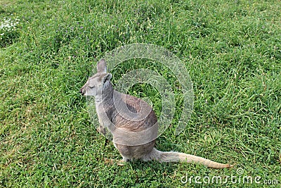 Small kangaroo in grass close up Stock Photo