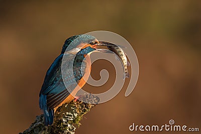 Small Kingfisher with a fish in its beak on a branch Stock Photo