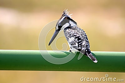 Small kingfisher perched on a rail Stock Photo