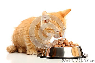 Small kitten eats from a steel bowl Stock Photo