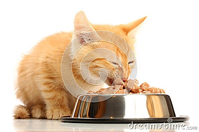 Small kitten eats from a steel bowl Stock Photo