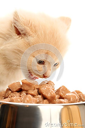 Small kitten eats from a steel bowl Stock Photo