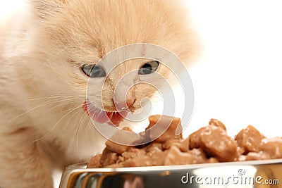 Small kitten eats from a steel bowl Stock Photo