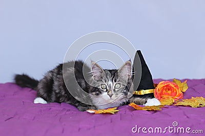 Small kitten maine coon lying down next to a witch hat and an orange flower for the halloween party Stock Photo