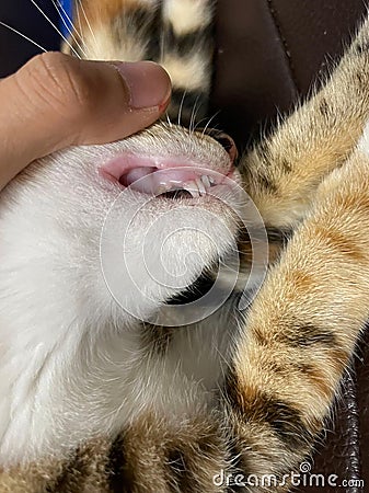 These cat milk deciduous teeth are replaced with no apparent effort in a matter of days after being together Stock Photo