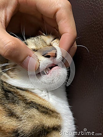 These cat milk deciduous teeth are replaced with no apparent effort in a matter of days after being together Stock Photo