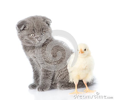 Small kitten sitting with newborn chicken. isolated on white Stock Photo