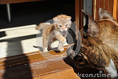 A small kitten with sore eyes attacks a huge dog Stock Photo