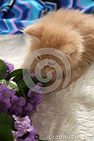 Small kitten with violet flowers Stock Photo