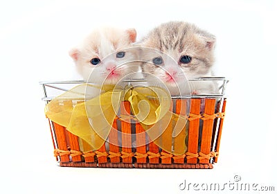 Small kittens in a basket Stock Photo