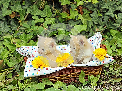 Small kittens in basket Stock Photo