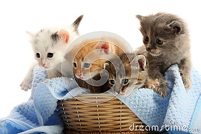 Small kittens in straw basket Stock Photo