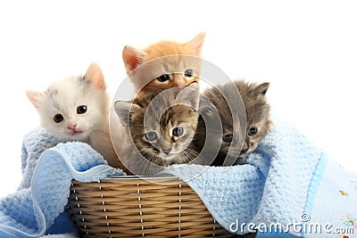 Small kittens in straw basket Stock Photo