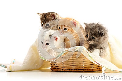 Small kittens in straw basket Stock Photo