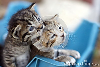 Small greek kittens on Zakynthos island Stock Photo