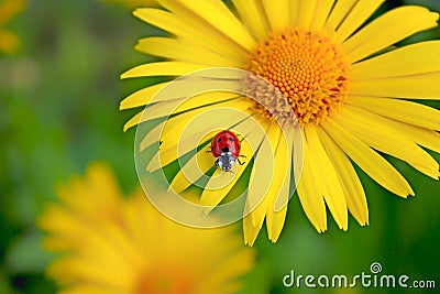 Small ladybug Stock Photo