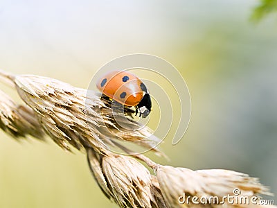 Small ladybug Stock Photo