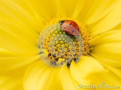 Small ladybug Stock Photo