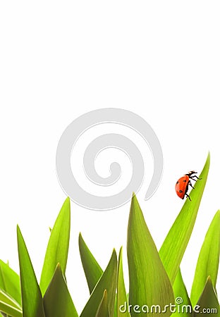 Small ladybug Stock Photo