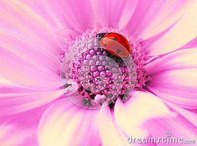 Small ladybug Stock Photo