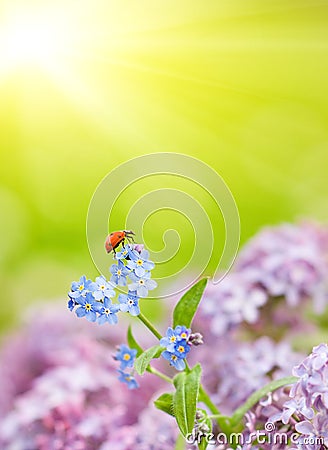 Small ladybug Stock Photo