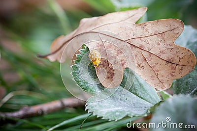 Small ladybug on autumn leaf Stock Photo