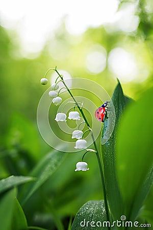 small ladybug crawling on a forest glade scented flowers with white lilies in the dew Stock Photo