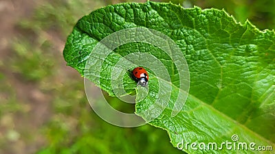 A small ladybug on a large green burdock leaf Stock Photo