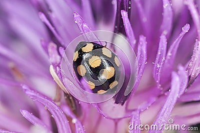 Small ladybug sitting on thistle Stock Photo