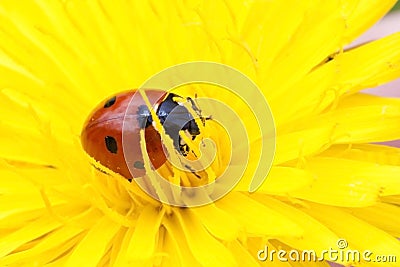 Small ladybug sleeping yellow flower's petals Stock Photo