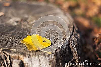 Small ladybug on yellow fallen leaf lying on the old stump. Sunny day in the forest. Stock Photo