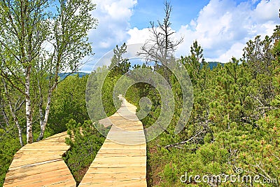 Small lake Chalupska slat, Sumava, Boemerwald, Czech Republic Stock Photo